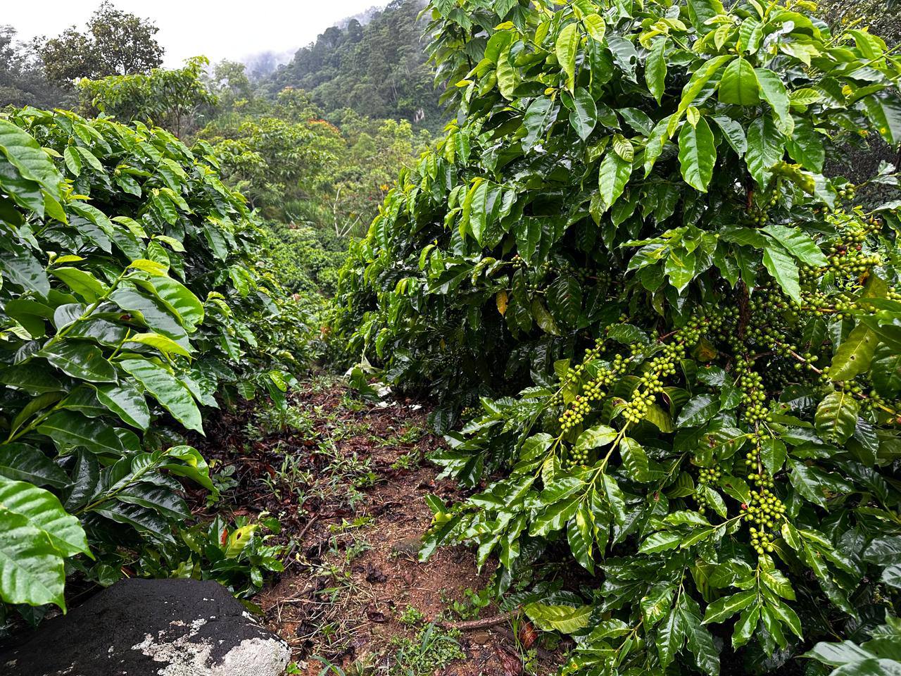 Día de Campo en El Salitre: aprendiendo juntos en el cafetal