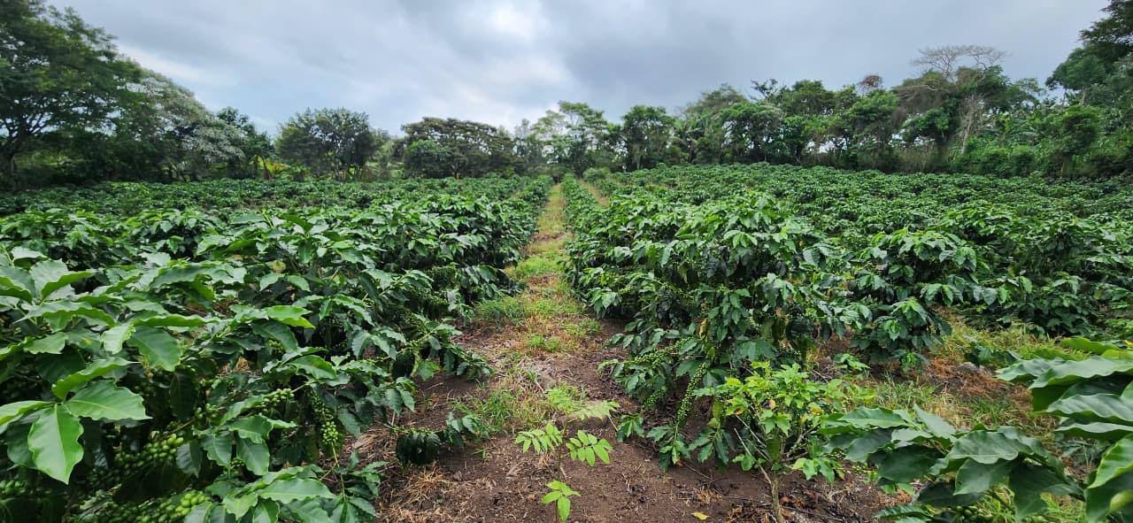 Un día en el cafetal: así apoyamos a nuestros productores